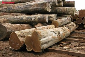 Thân cây gỗ Giáng Hương bền chắc 