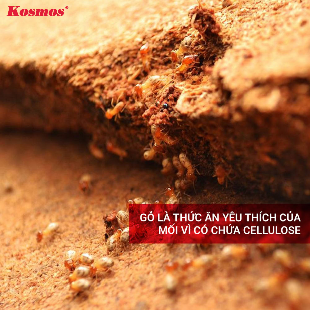 Gỗ là thức ăn yêu thích của mối vì có chứa Cellulose
