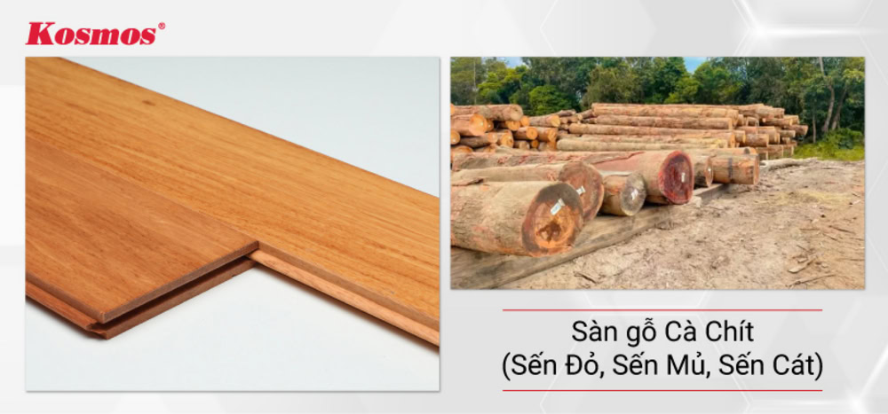 Sàn gỗ Cà Chít (Sến Đỏ, Sến Mủ, Sến Cát)