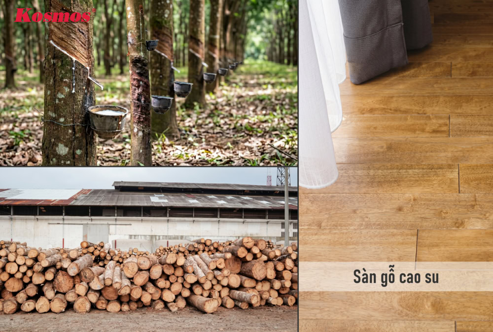 Ván sàn gỗ cao su được làm từ thân cây cao su tự nhiên