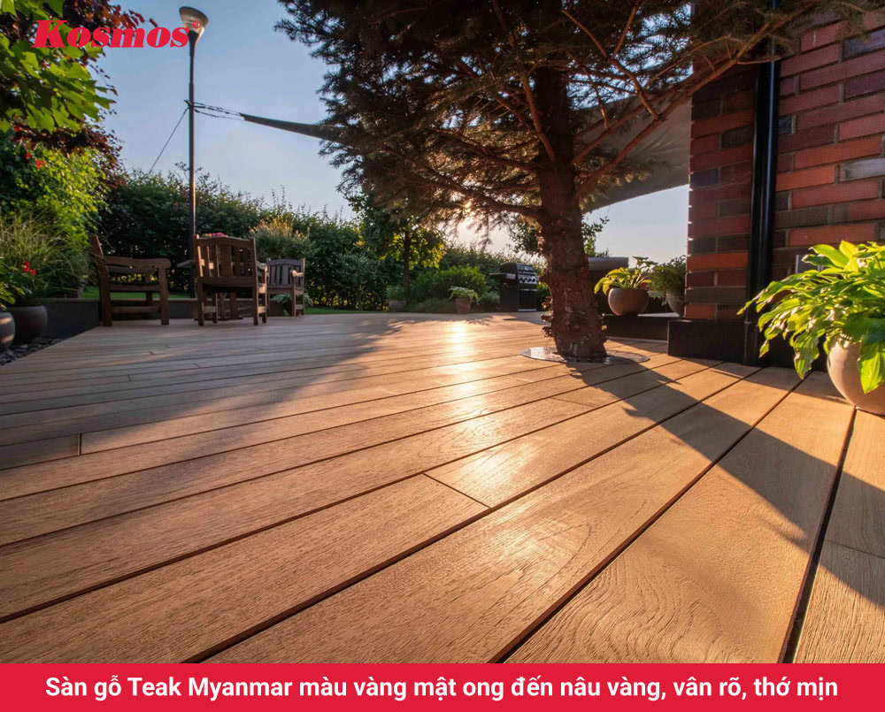 Sàn gỗ Teak Myanmar màu vàng mật ong đến nâu vàng, vân rõ, thớ mịn